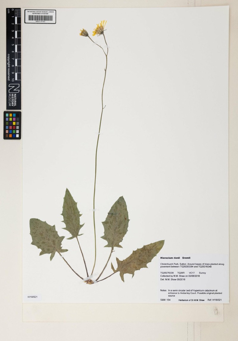 Hieracium caesioides subsp. rionii photo 2