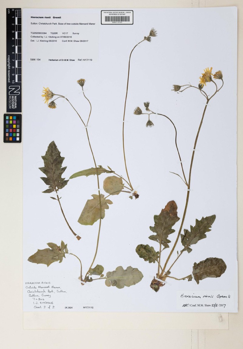 Hieracium caesioides subsp. rionii photo 3