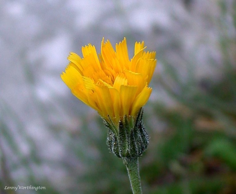 Hieracium caesionigrescens photo 2