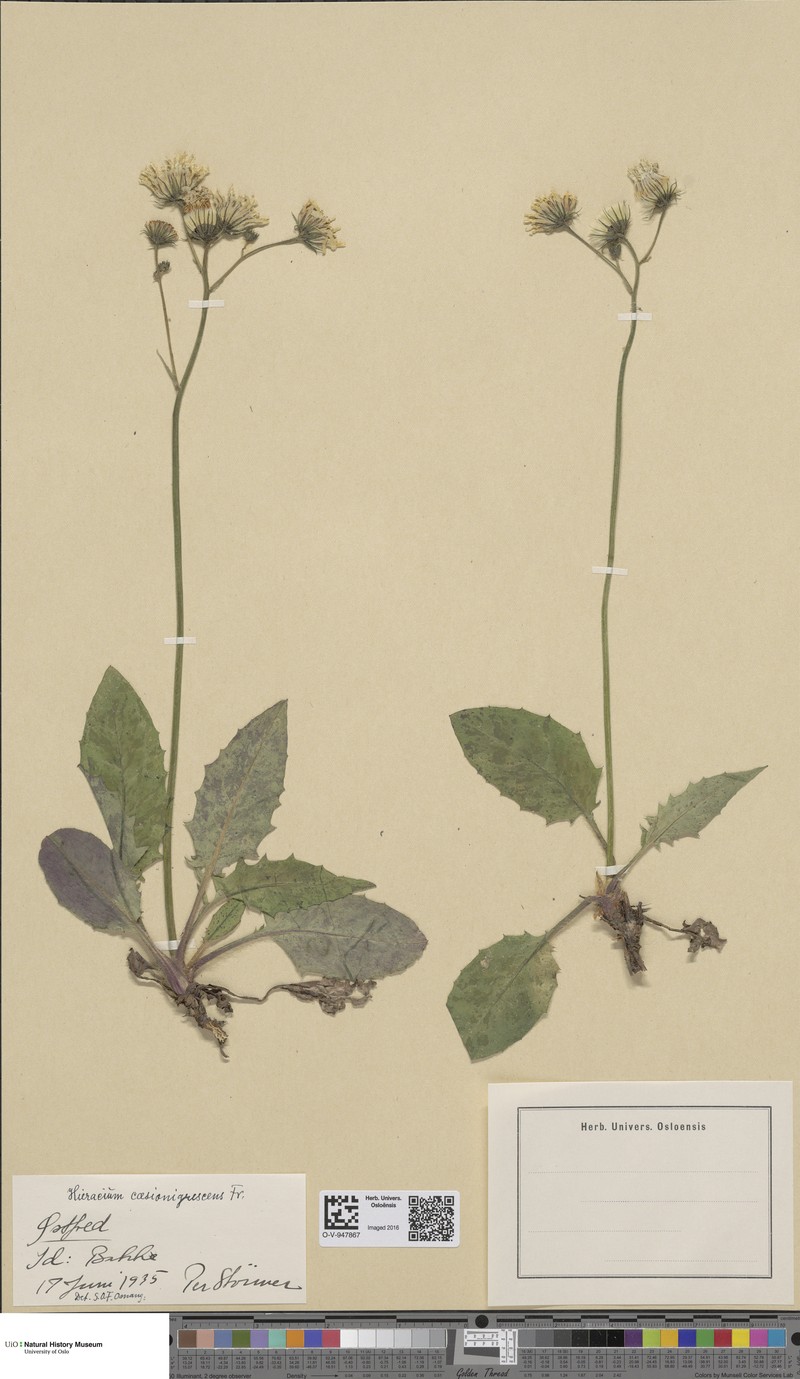 Hieracium caesionigrescens photo 3