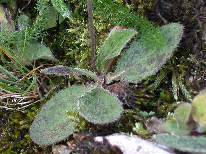 Hieracium caesionigrescens