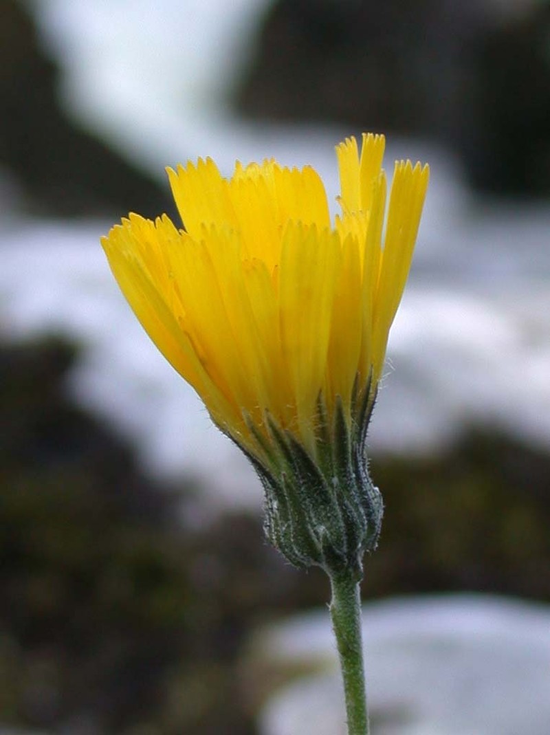 Hieracium caesionigrescens photo 4