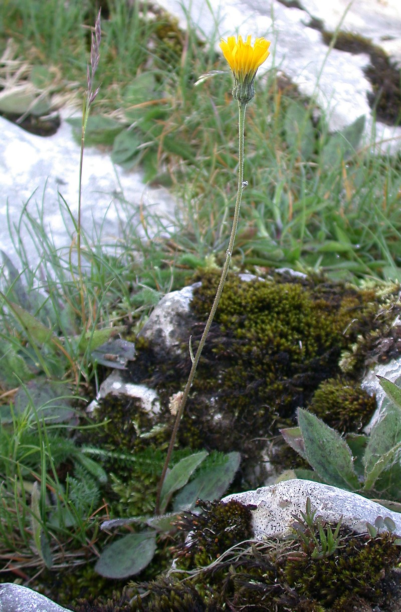 Hieracium caesionigrescens photo 5