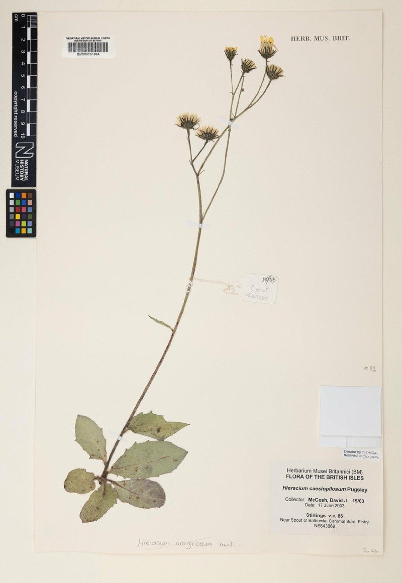 Hieracium caesiopilosum