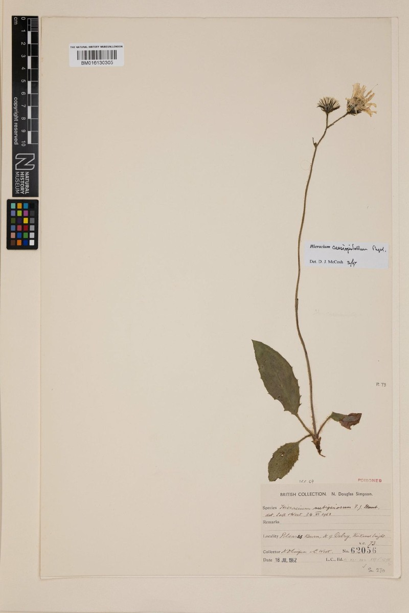 Hieracium caesiopilosum photo 2