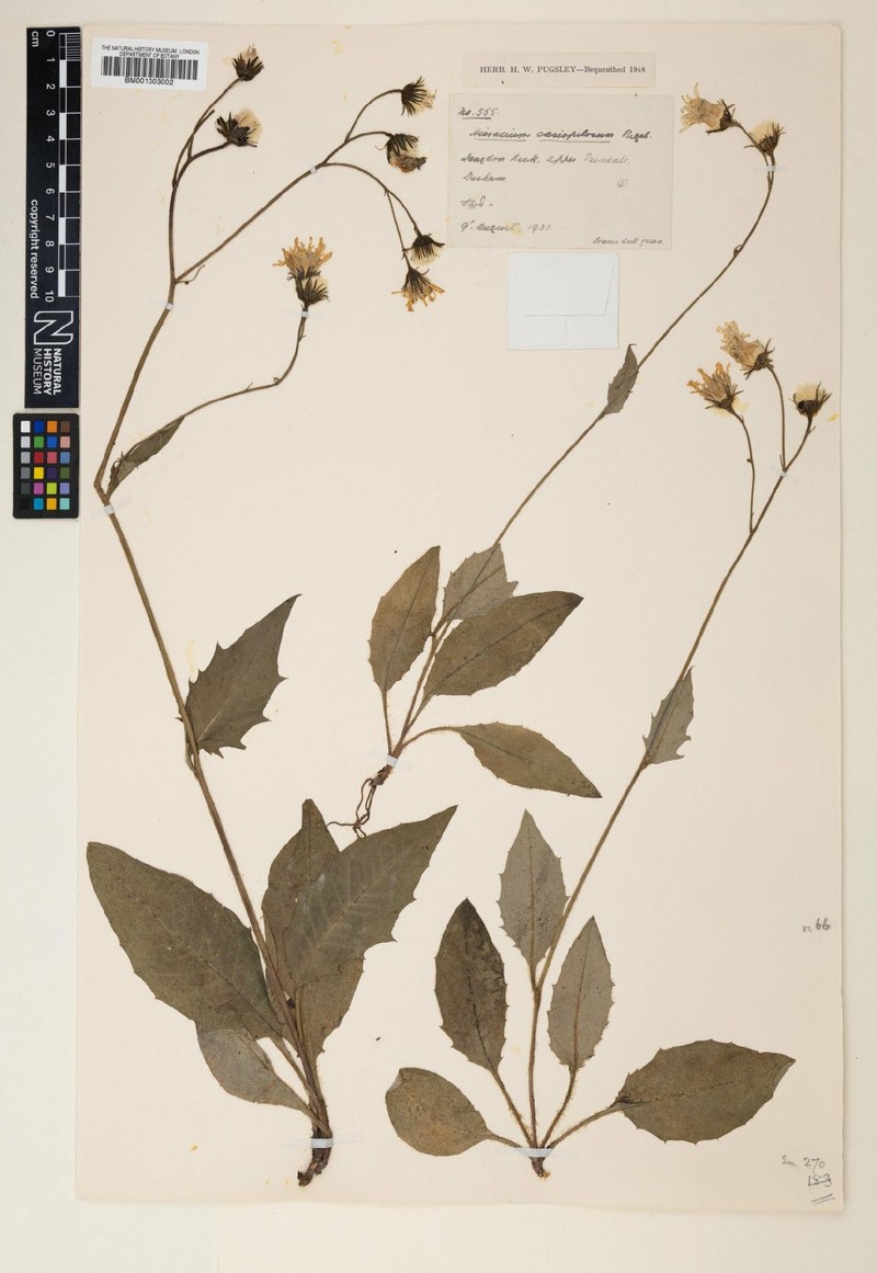 Hieracium caesiopilosum photo 3
