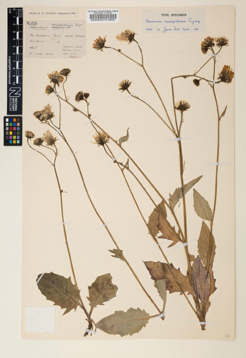 Hieracium caesiopilosum photo 4