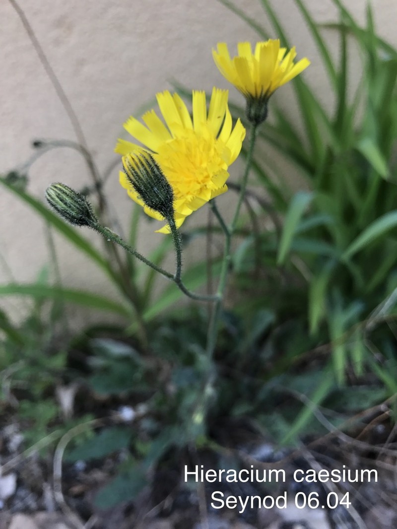 Hieracium caesium photo 2