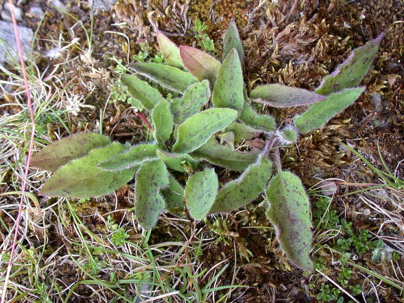 Hieracium caesium