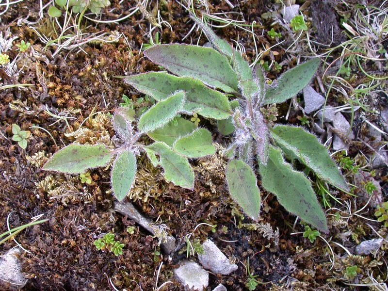 Hieracium caesium photo 3