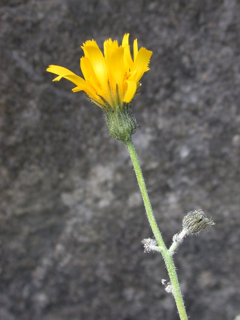Hieracium caesium photo 4