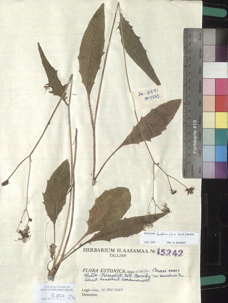 Hieracium caesium subsp. basifolium