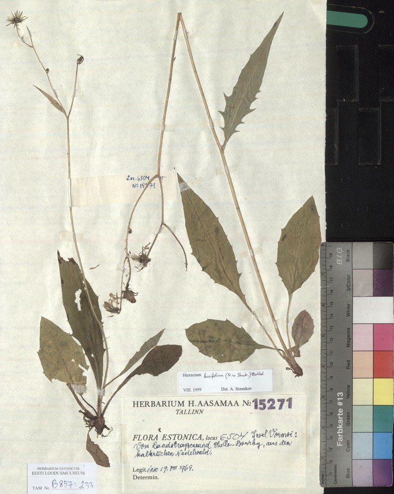 Hieracium caesium subsp. basifolium photo 2