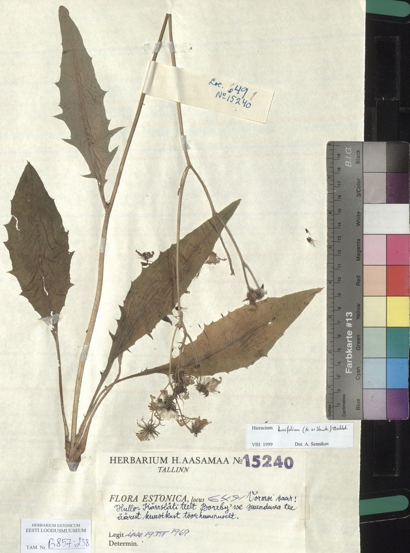 Hieracium caesium subsp. basifolium photo 3