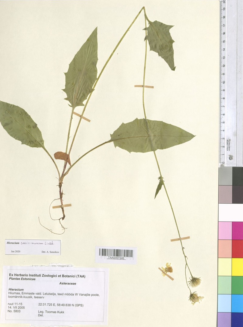 Hieracium caesium subsp. caesiomurorum