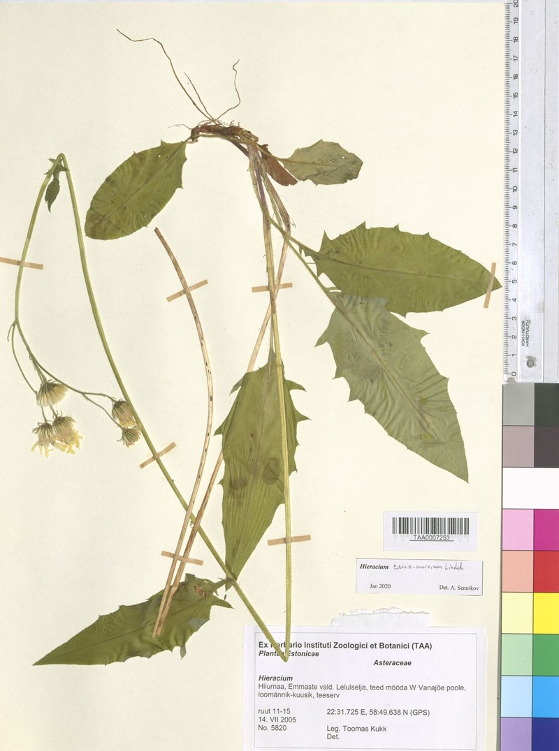 Hieracium caesium subsp. caesiomurorum photo 2