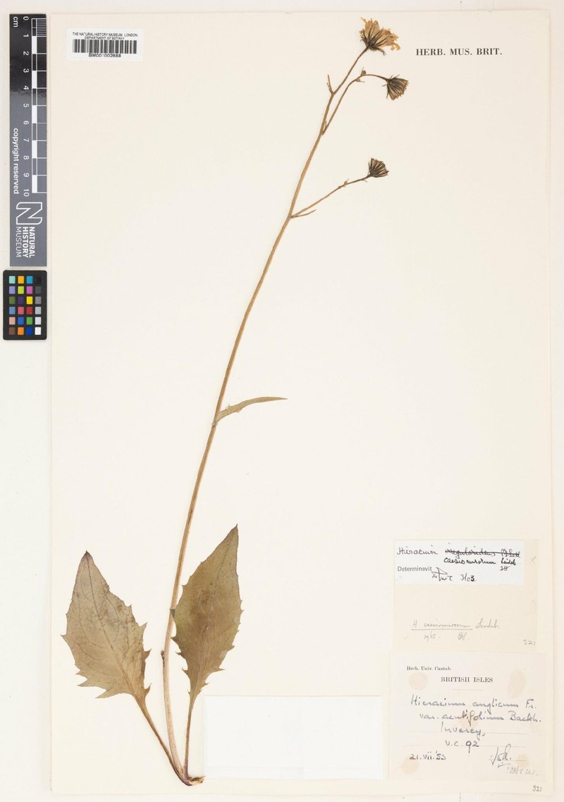 Hieracium caesium subsp. caesiomurorum photo 3