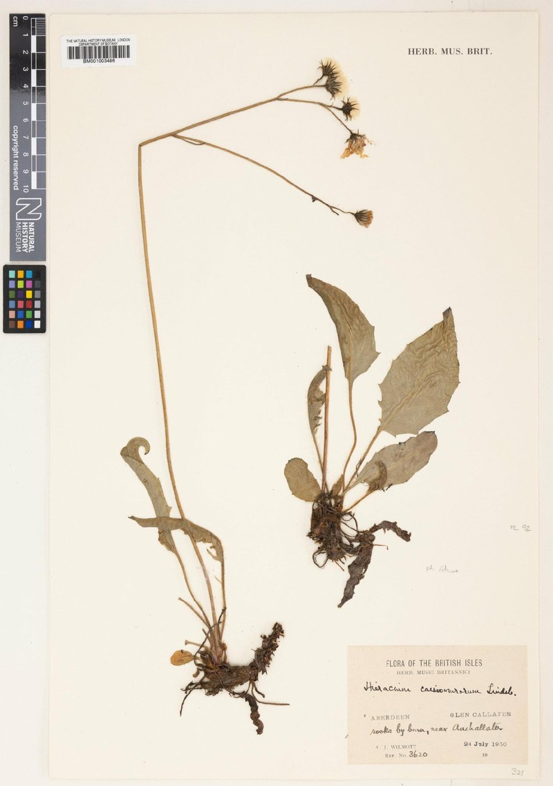 Hieracium caesium subsp. caesiomurorum photo 4