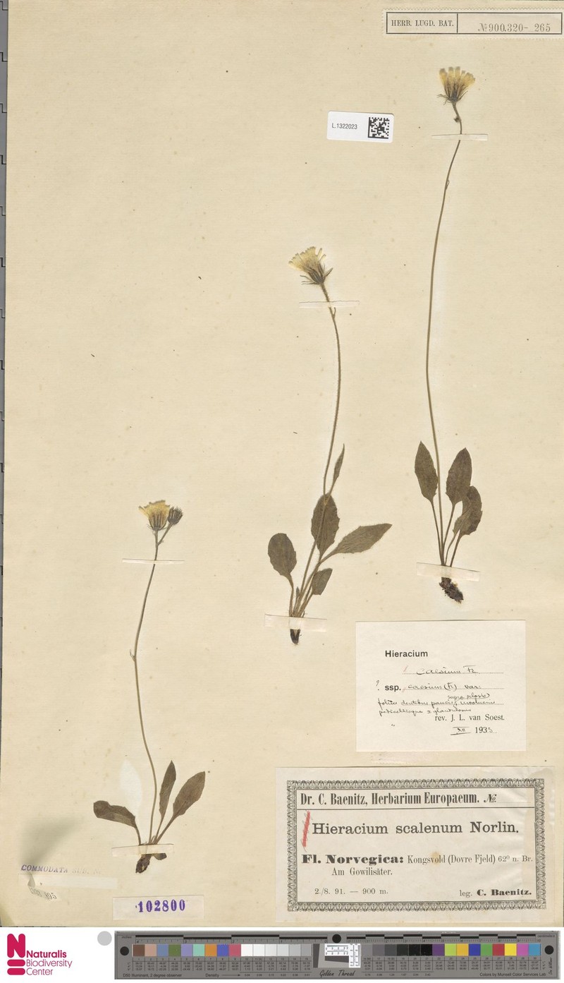 Hieracium caesium subsp. caesium