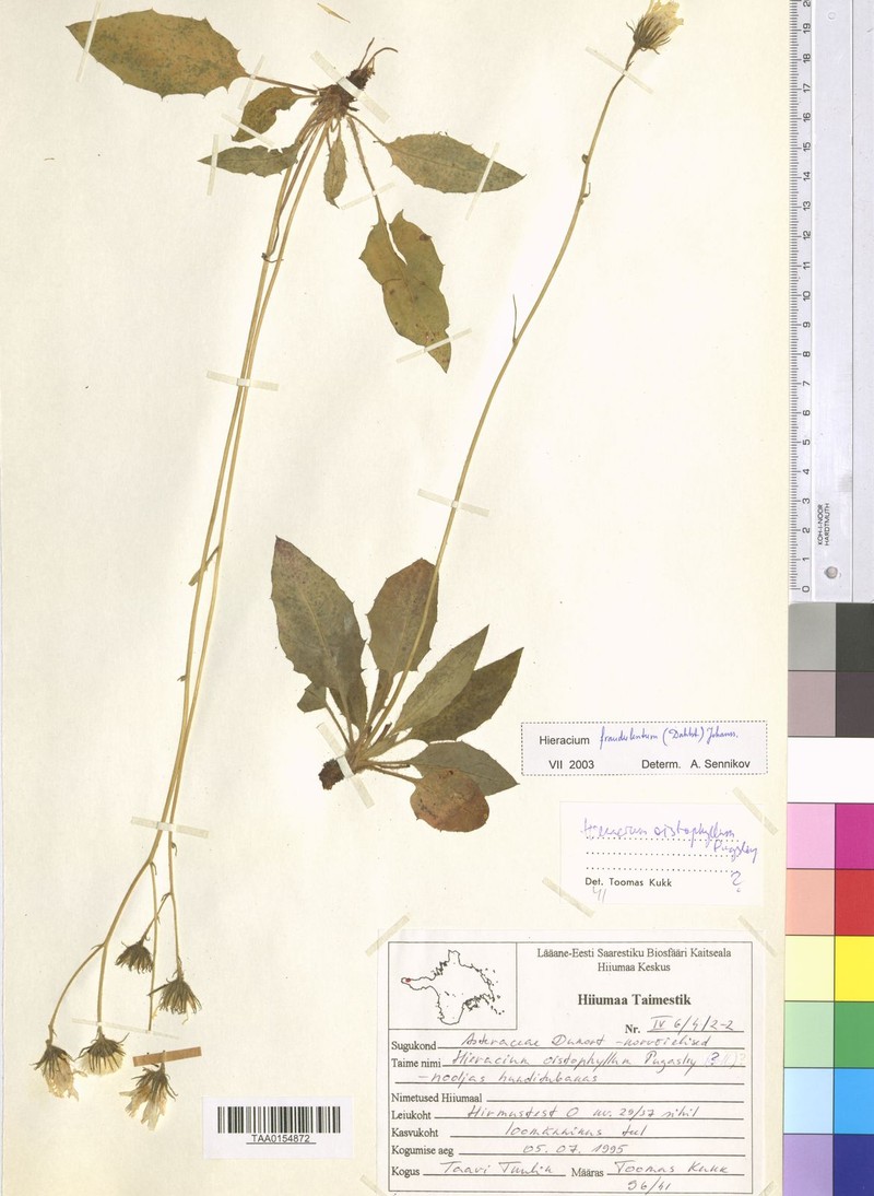 Hieracium caesium subsp. fraudulentum