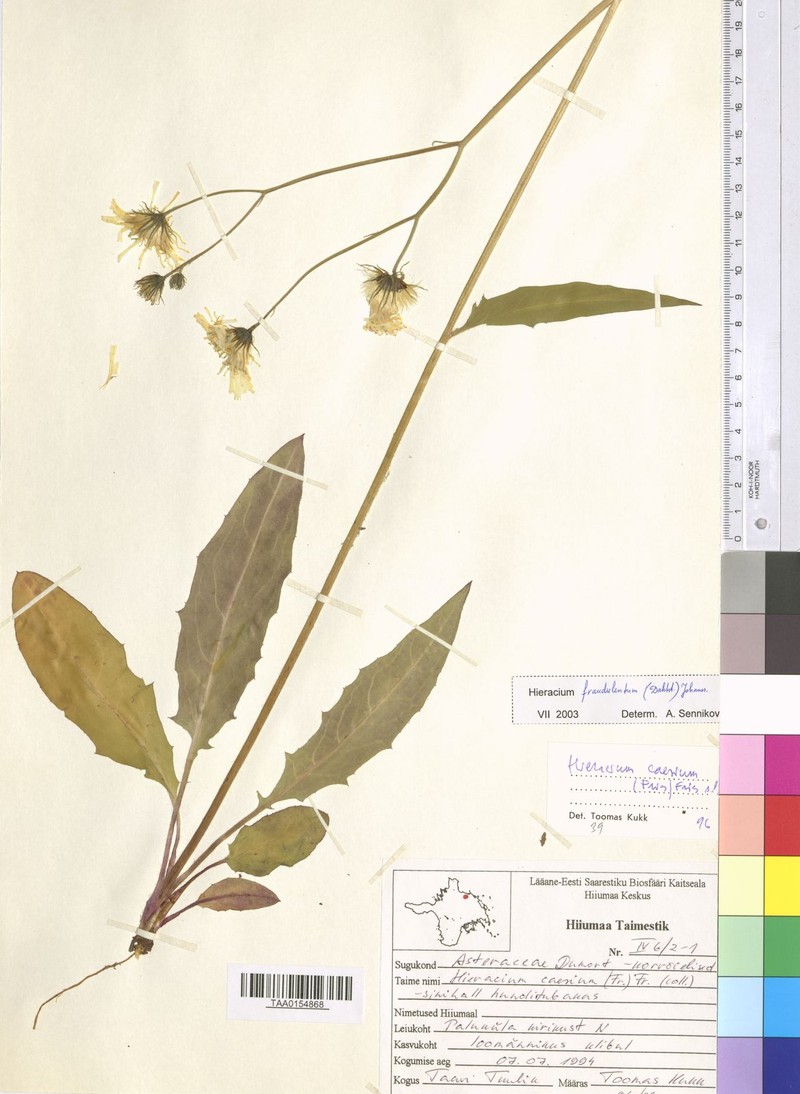 Hieracium caesium subsp. fraudulentum photo 2