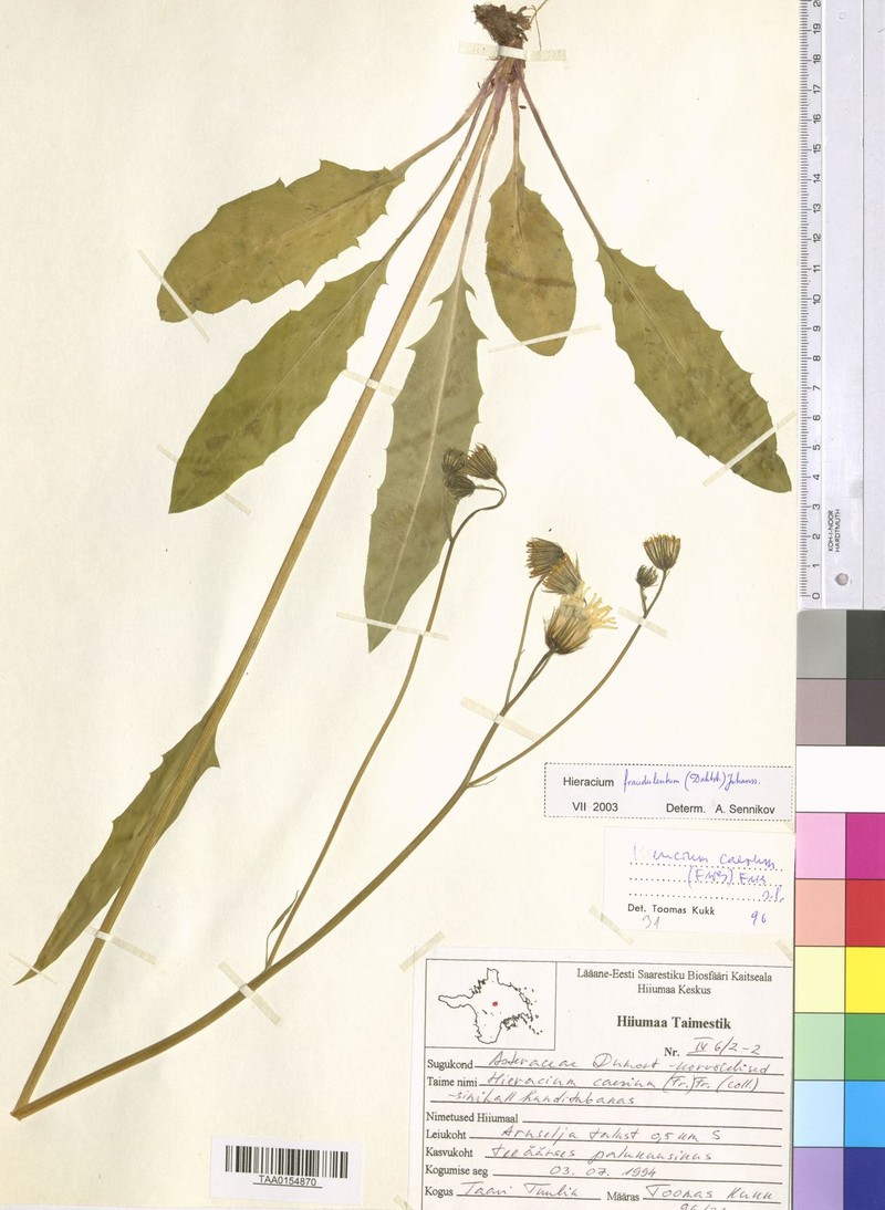 Hieracium caesium subsp. fraudulentum photo 3