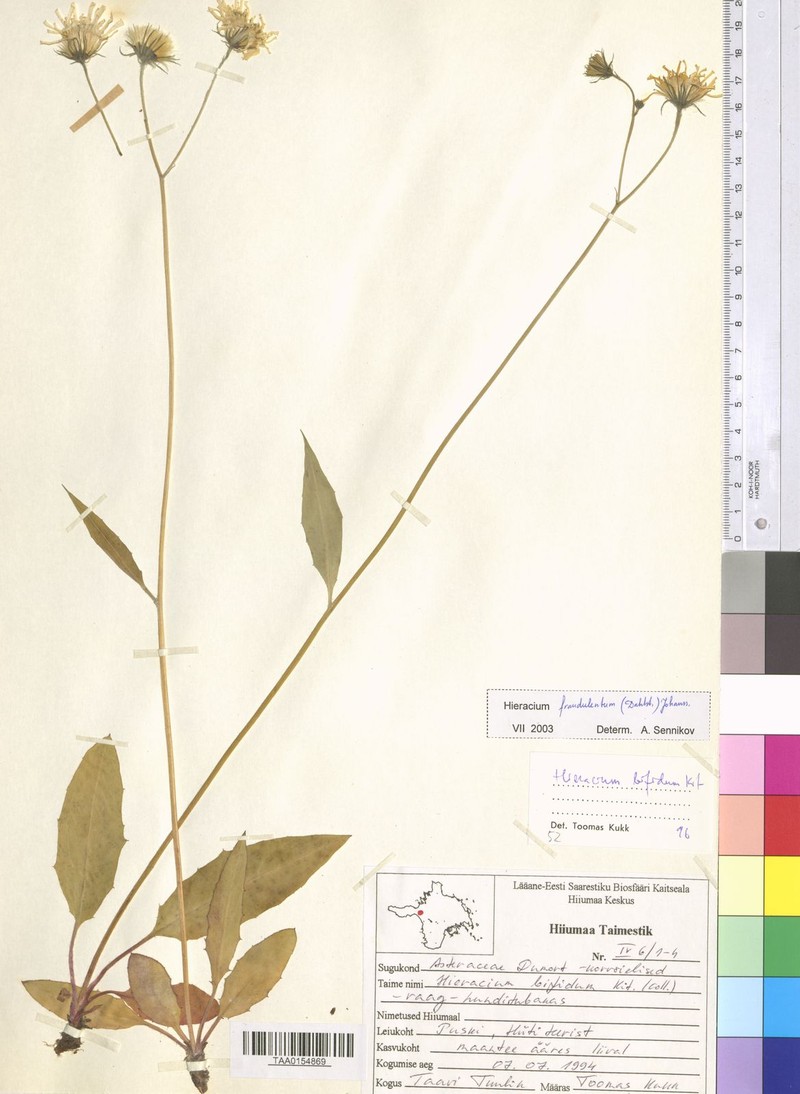 Hieracium caesium subsp. fraudulentum photo 4