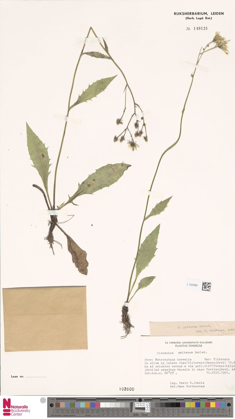 Hieracium caesium subsp. galbanum