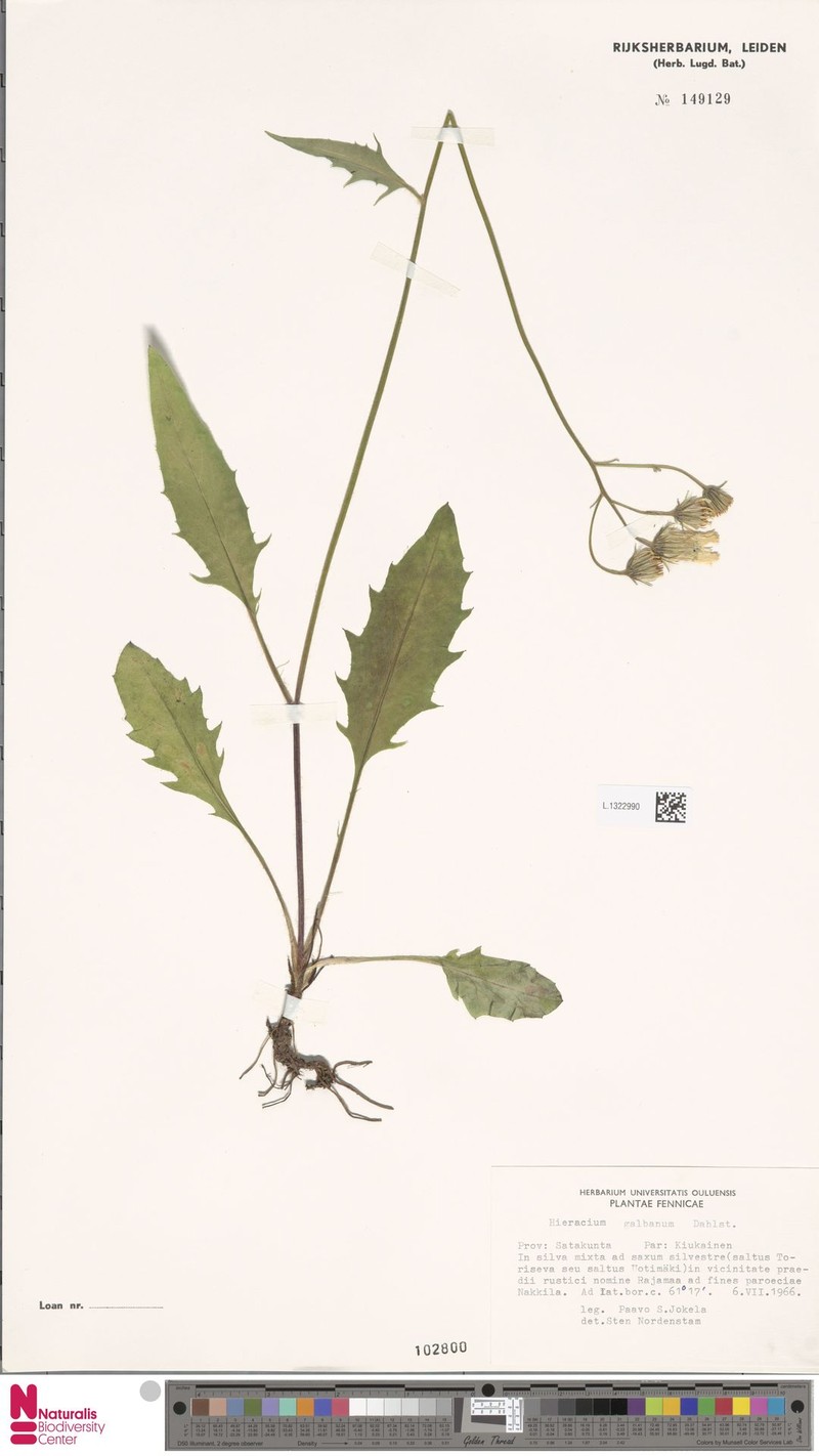 Hieracium caesium subsp. galbanum photo 2