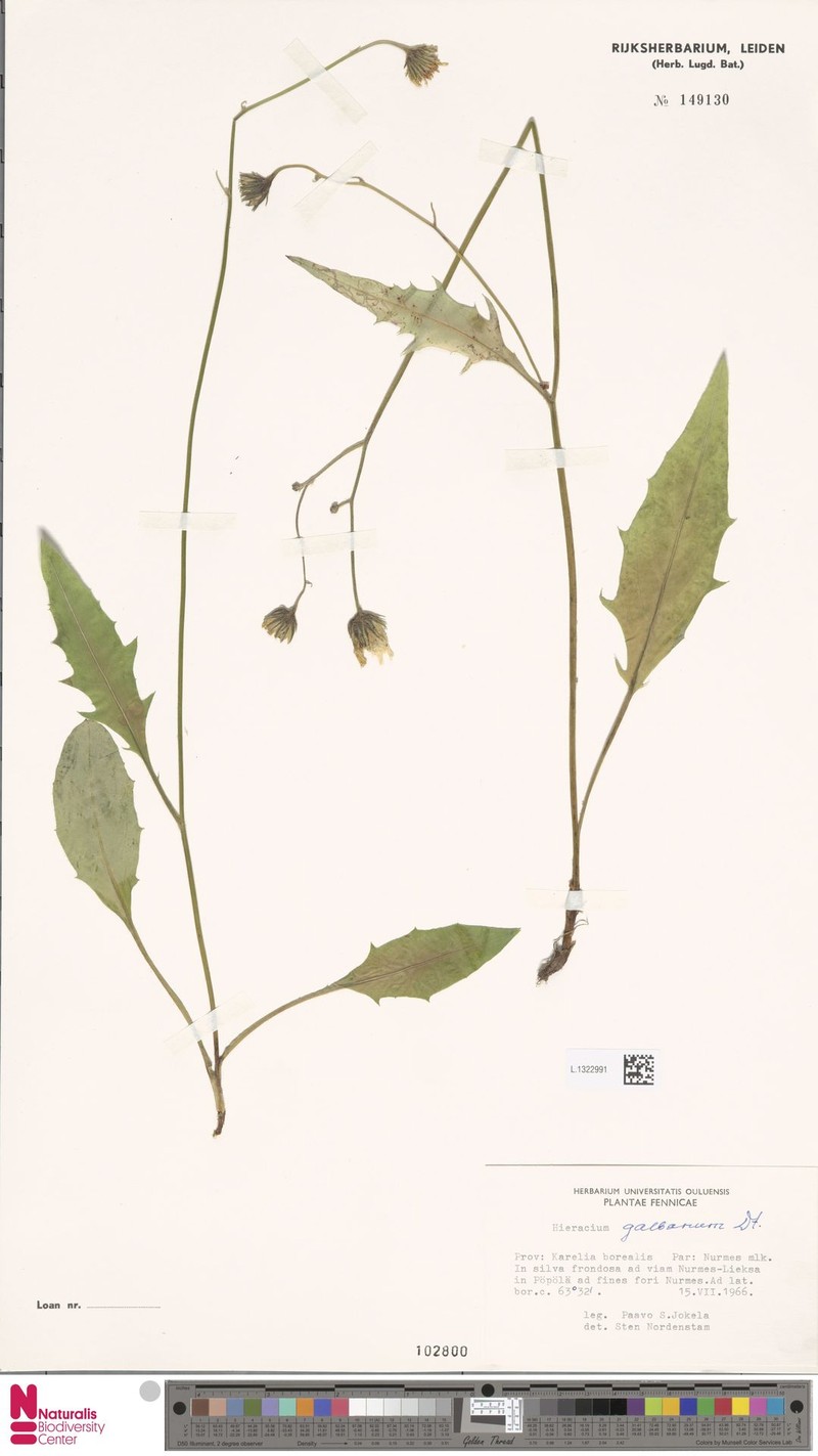 Hieracium caesium subsp. galbanum photo 3