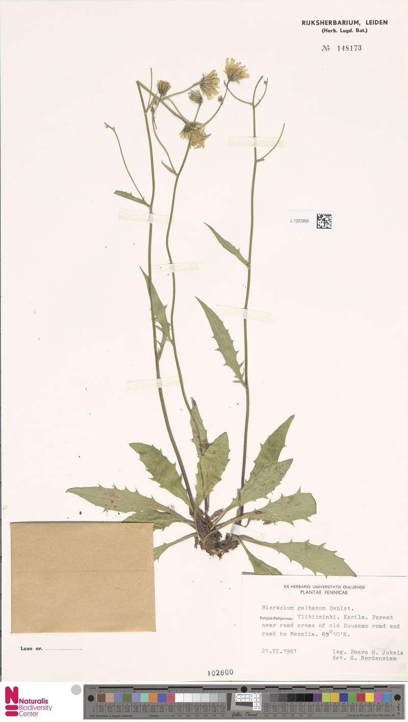 Hieracium caesium subsp. galbanum photo 4
