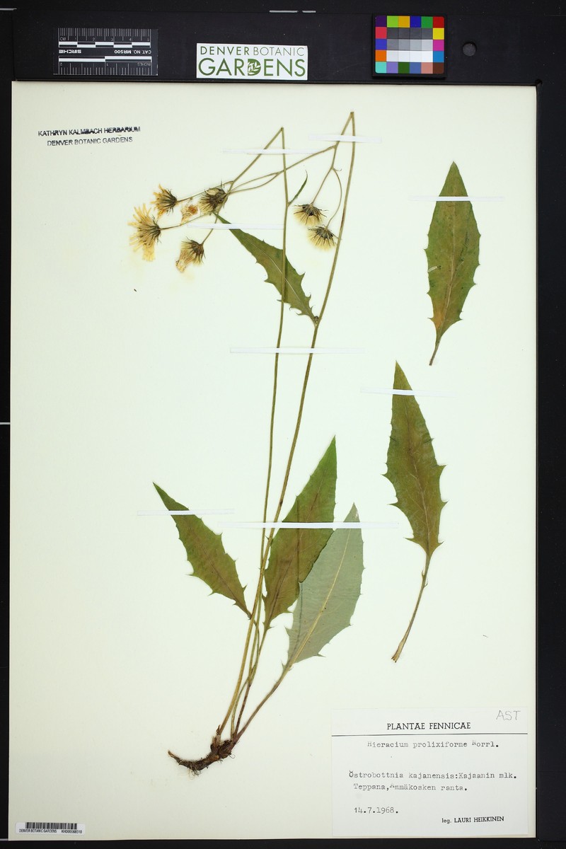 Hieracium caesium subsp. laeticolor