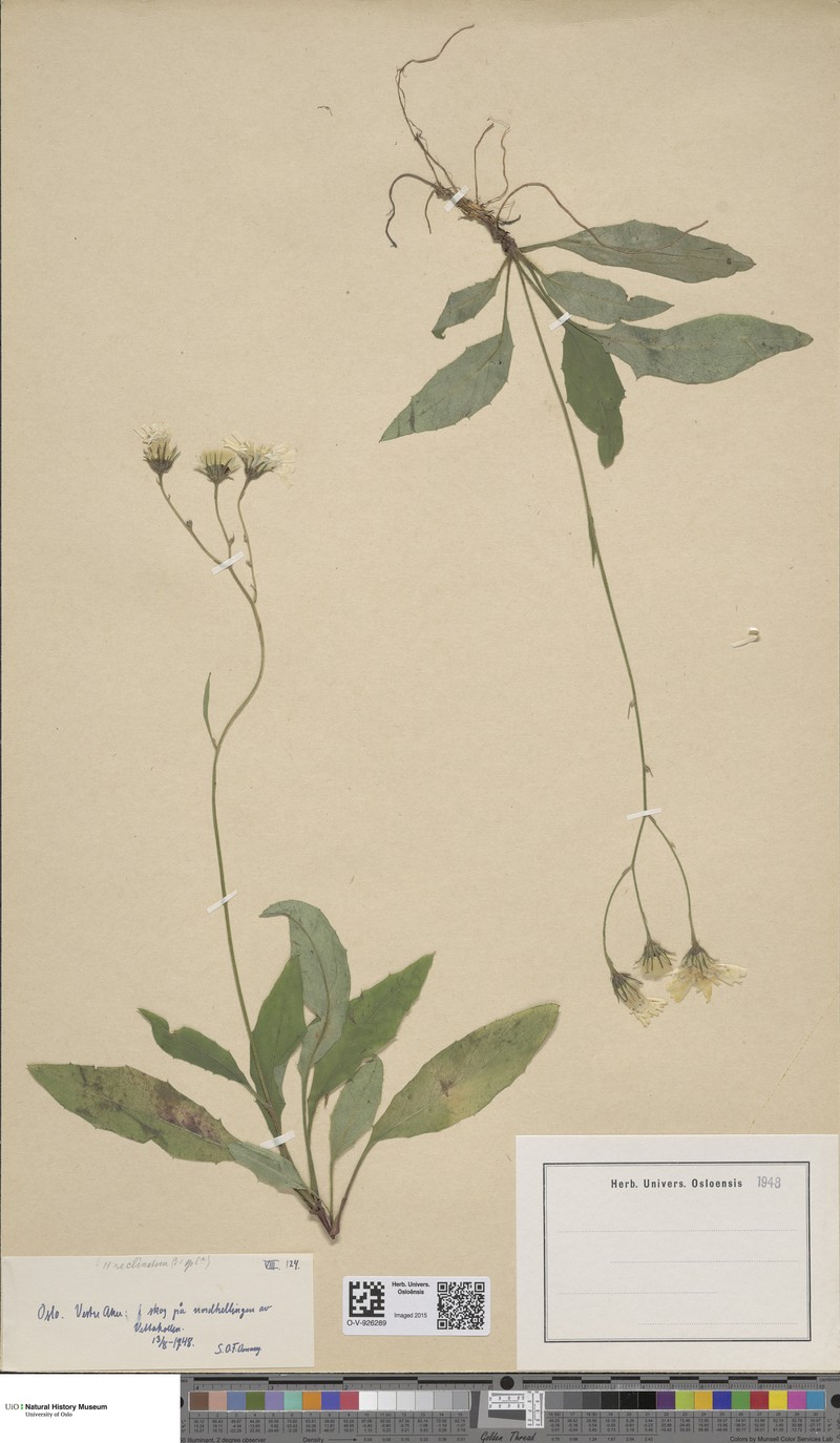Hieracium caesium subsp. reclinatum