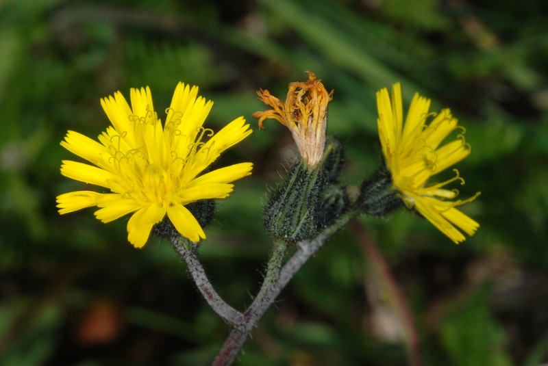 Meadow Hawkweed photo 3