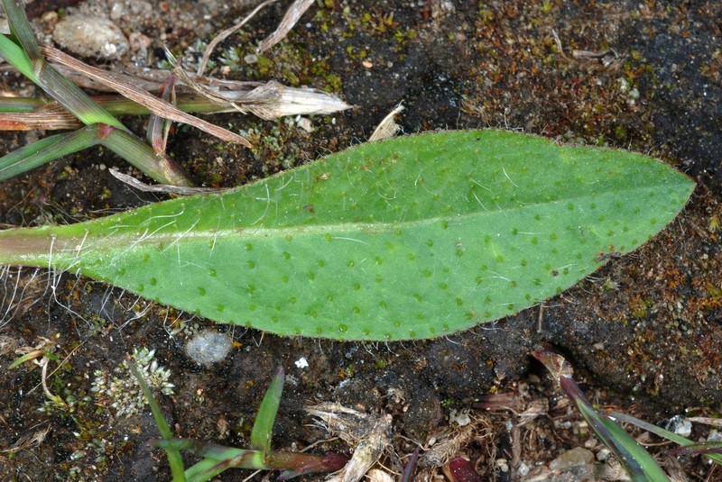 Meadow Hawkweed photo 4