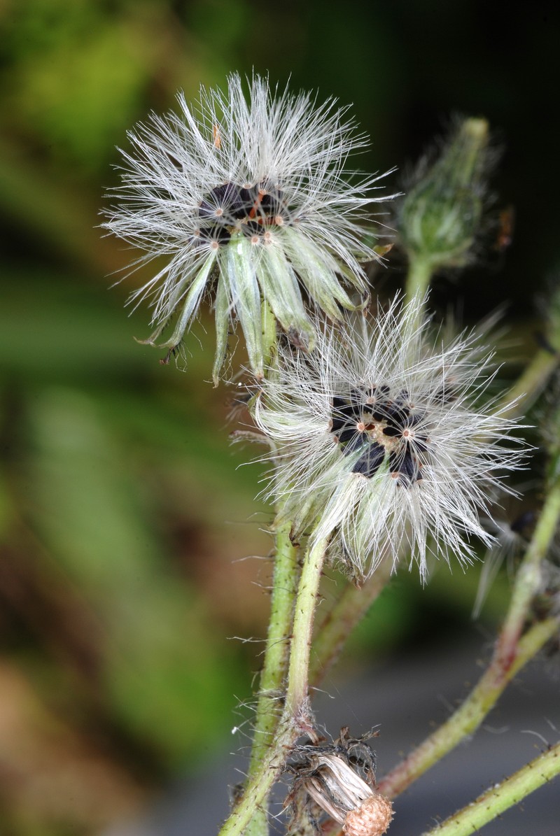 Meadow Hawkweed photo 5