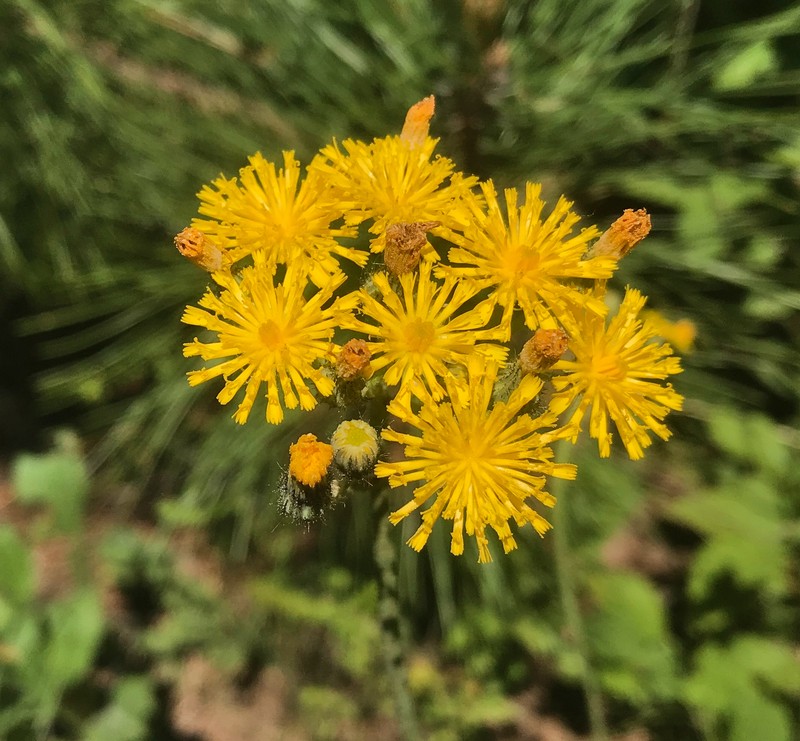 Meadow Hawkweed photo 2
