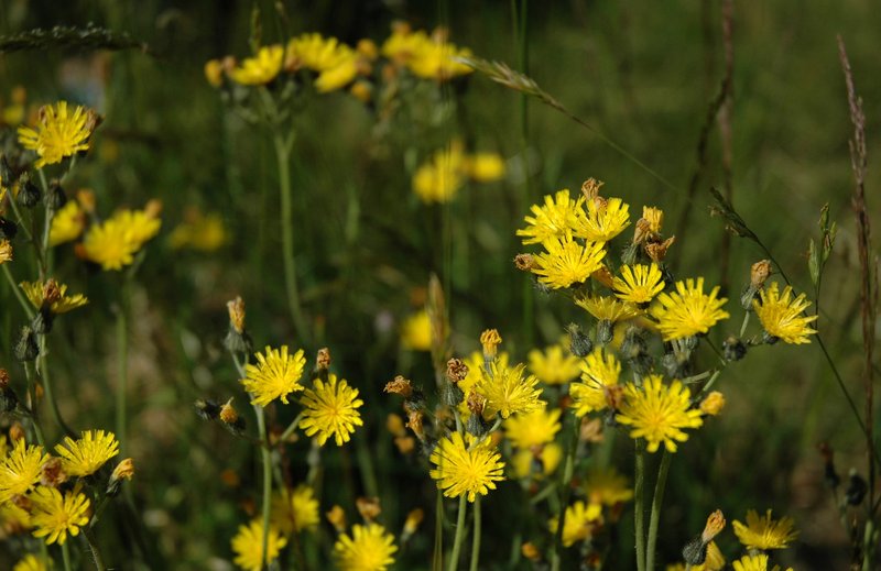 Meadow Hawkweed