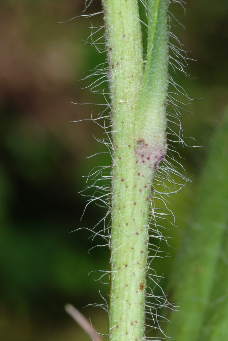 Meadow Hawkweed photo 6