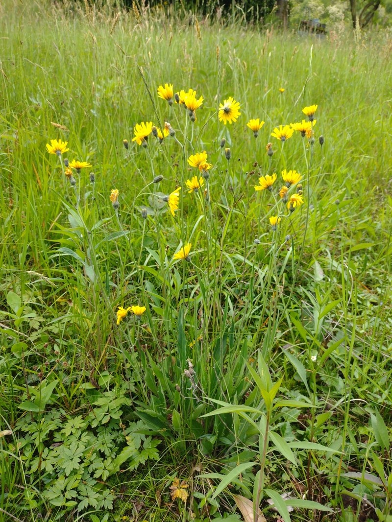 Hieracium calcareum