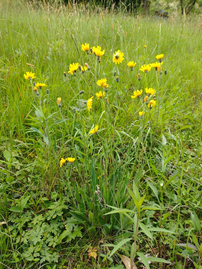 Hieracium calcareum photo 2