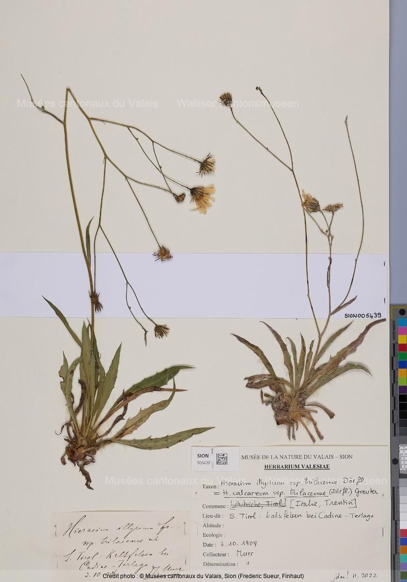Hieracium calcareum subsp. trilacense