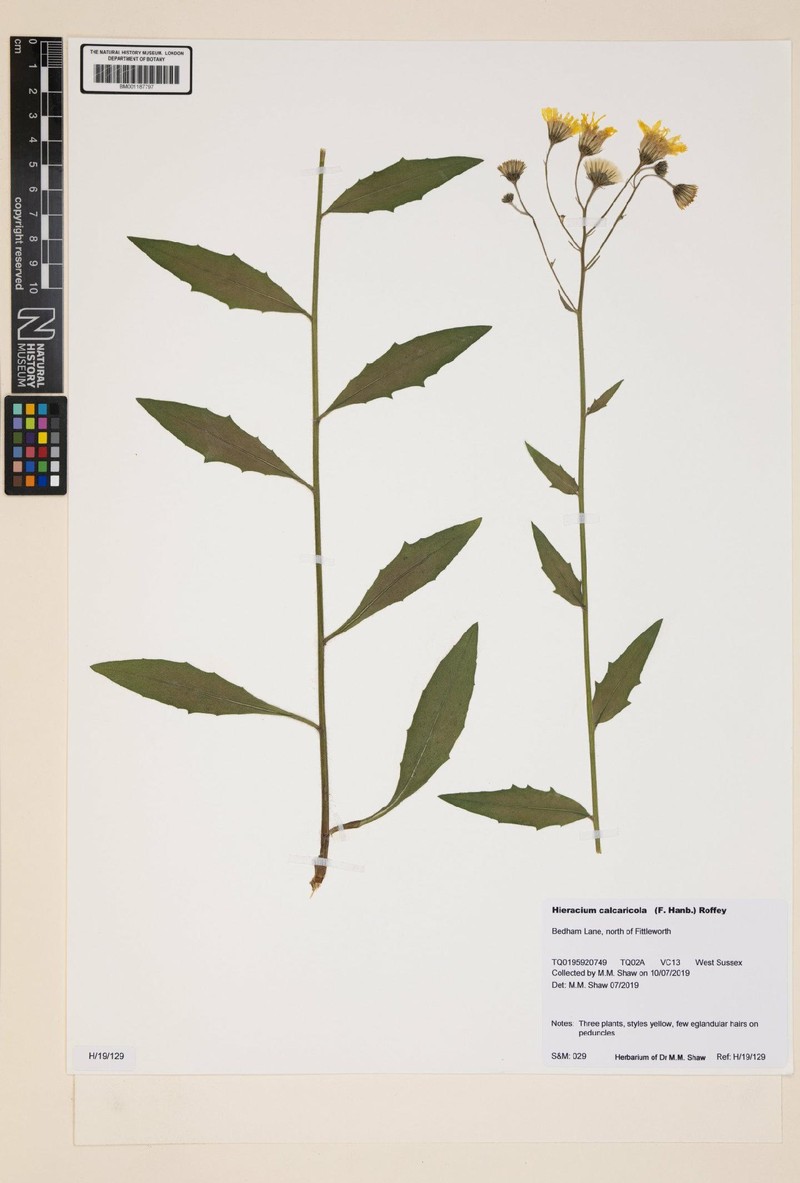 Hieracium calcaricola