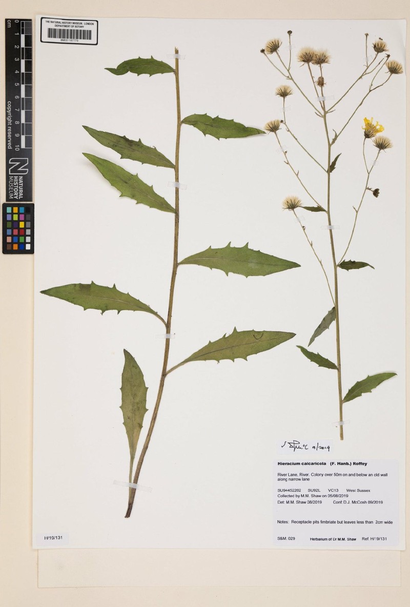 Hieracium calcaricola photo 2