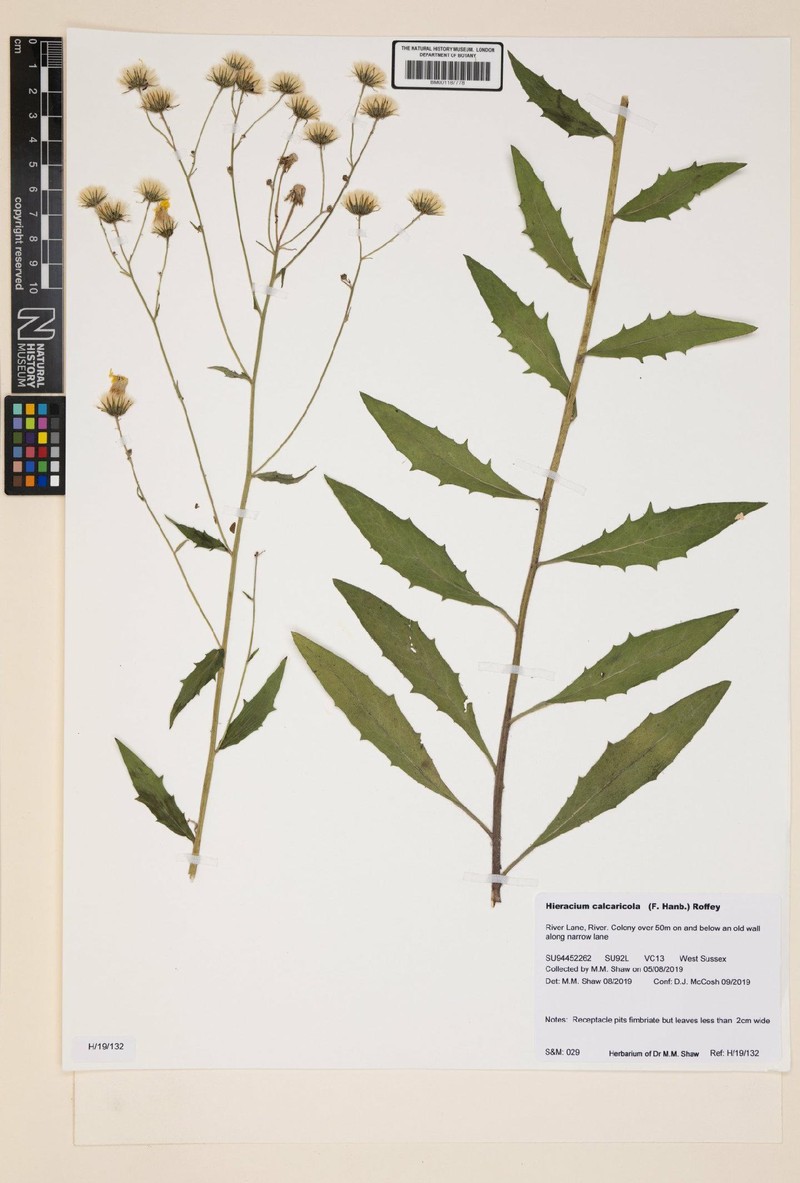 Hieracium calcaricola photo 3