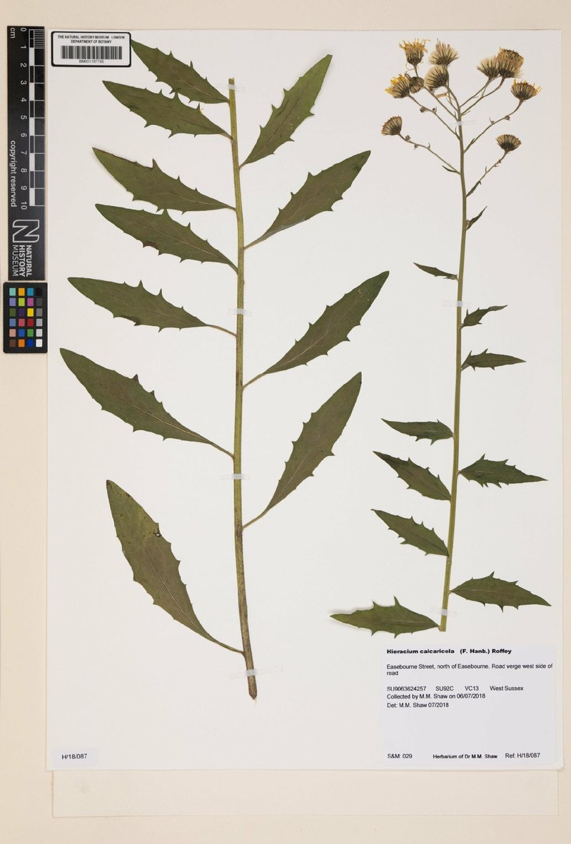 Hieracium calcaricola photo 4
