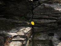 Hieracium caledonicum
