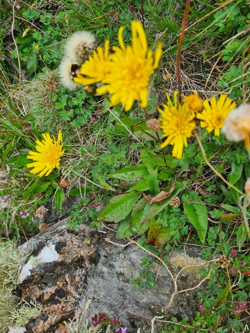 Hieracium caledonicum photo 2