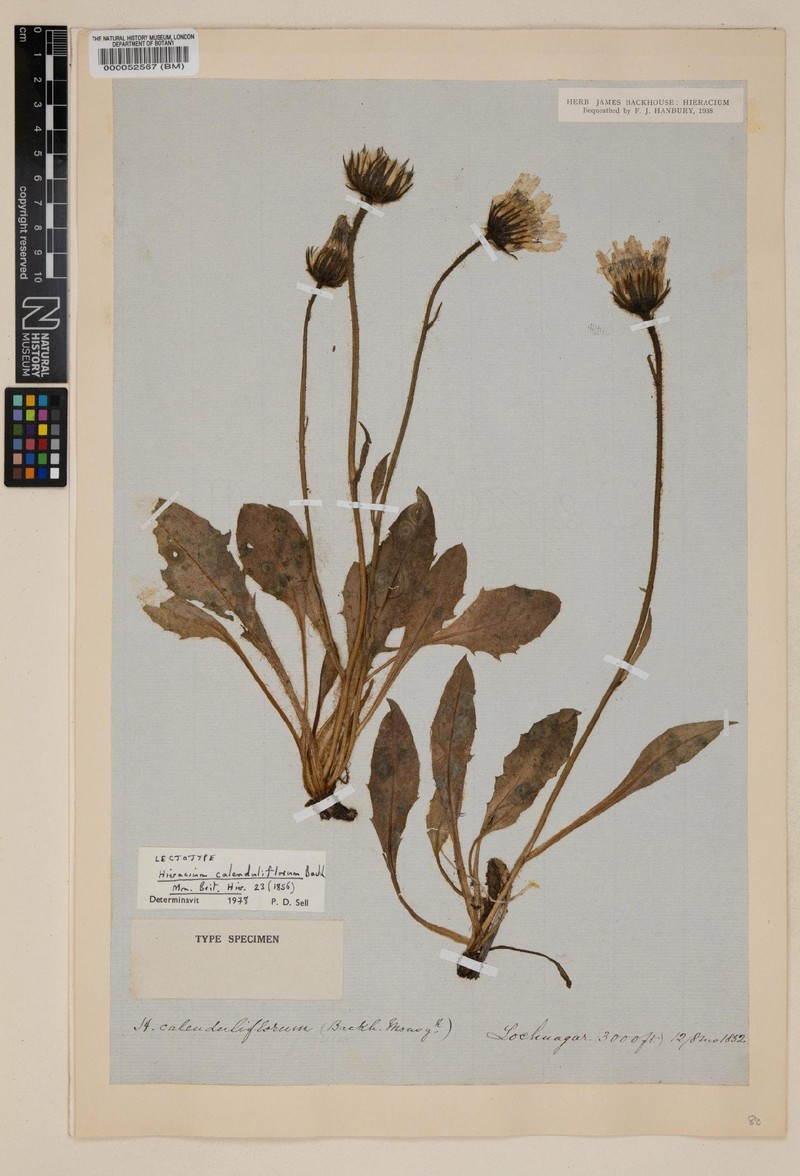 Hieracium calenduliflorum