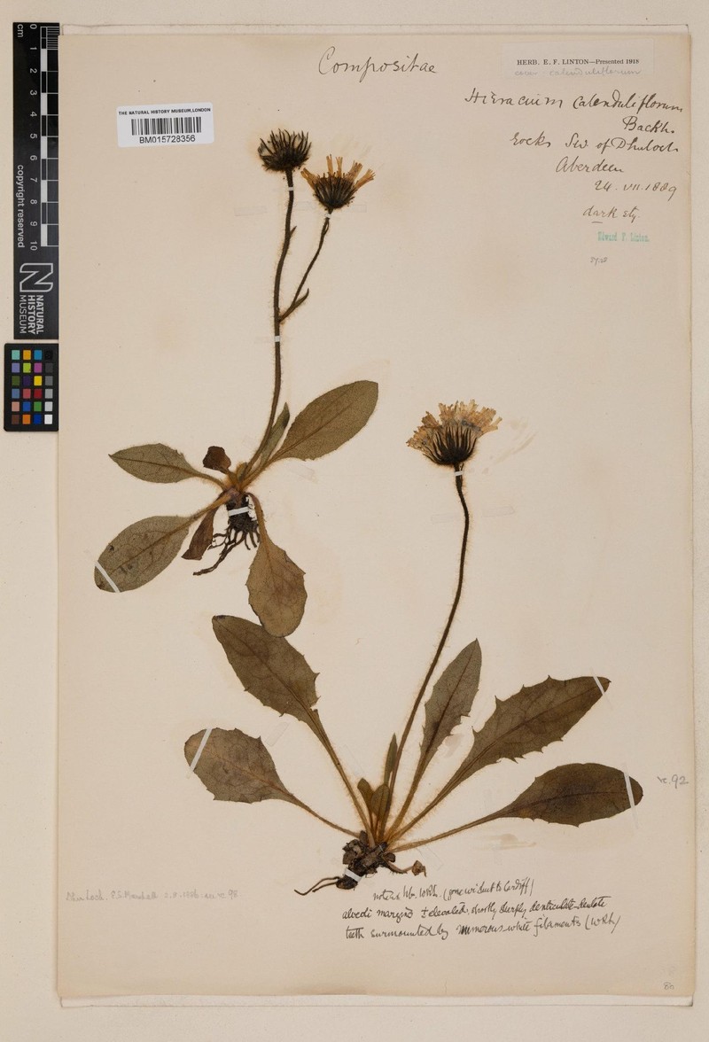 Hieracium calenduliflorum photo 2